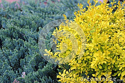 Yellow barberry shrub in a garden Stock Photo