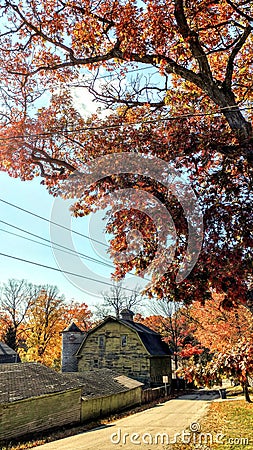 Yellow Barn, Fall Oak Tree Stock Photo