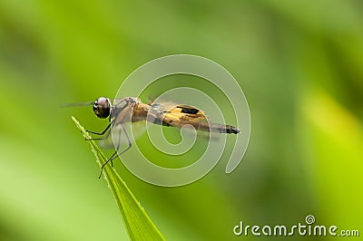 Yellow-barred Flutterer & x28;Rhyothemis phyllis& x29; dragonfly Stock Photo