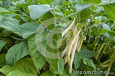 Yellow Bean Stock Photo