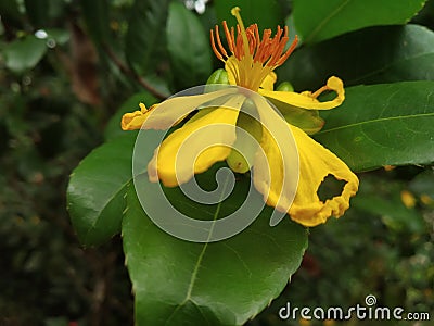 Yellow beatiful flower Stock Photo