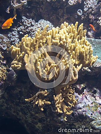 Yellow Beautiful Anemone inside Aquarium with Fish Stock Photo
