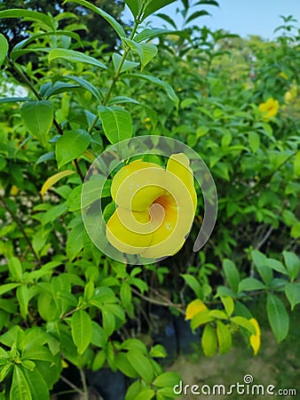 Yellow beautiful flower charmed by all Stock Photo