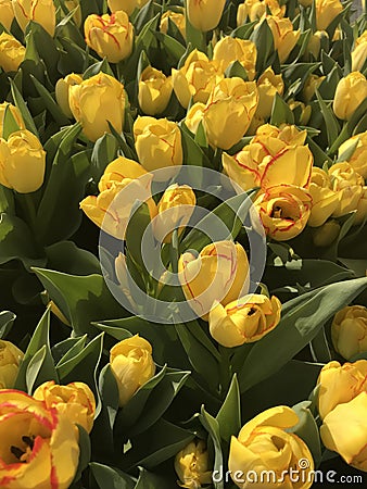 Yellow Beautiful Tulips in Spring Stock Photo