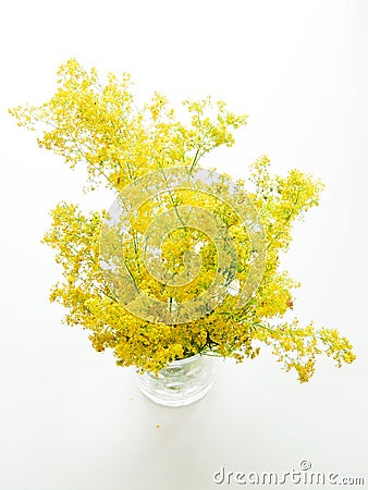 Yellow bedstraw flowers Stock Photo