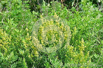 Yellow Bedstraw Galium verum in the bay of Akhlestyshev on Russian island in summer day. Russia, Vladivostok Stock Photo