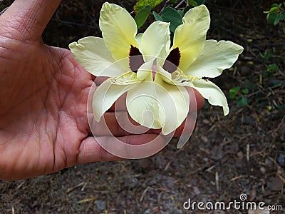 Yellow Bell Orchid Flower Stock Photo