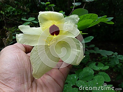 Yellow Bell Orchid Flower and Tree Stock Photo