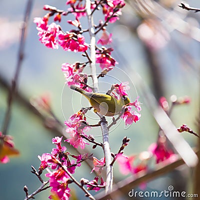 Yellow bellied flycatcher bird on Wild Himalayan Cherry tree in Stock Photo