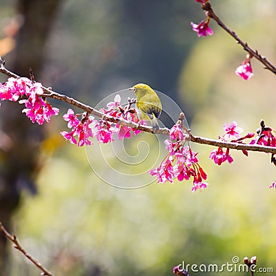 Yellow bellied flycatcher bird on Wild Himalayan Cherry tree in Stock Photo