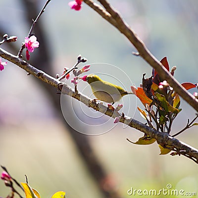 Yellow bellied flycatcher bird on Wild Himalayan Cherry tree in Stock Photo