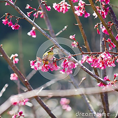 Yellow bellied flycatcher bird on Wild Himalayan Cherry tree in Stock Photo