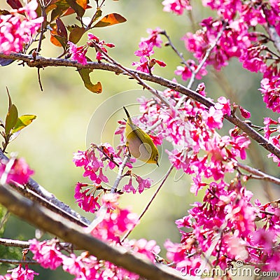 Yellow bellied flycatcher bird on Wild Himalayan Cherry tree in Stock Photo