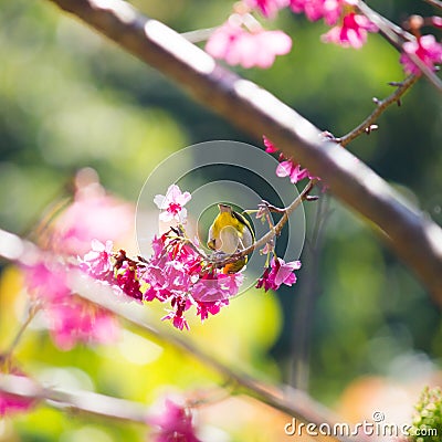 Yellow bellied flycatcher bird Stock Photo