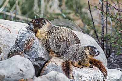 Yellow Bellied Marmot Stock Photo