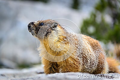 Yellow bellied marmot, Sequoia National Park Stock Photo