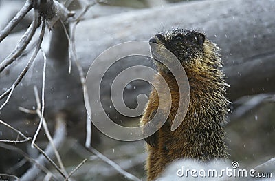 Yellow-bellied Marmot standing on hind legs by fallen tree trunk Stock Photo