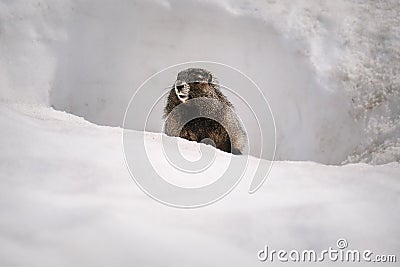 Yellow-bellied Marmot surfacing from it`s burrow in the snow Mount Rainier National Park Stock Photo