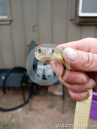 Yellow bellied racer harmless snake garden Stock Photo