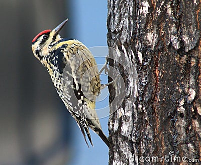 Yellow-bellied Sapsucker L Stock Photo