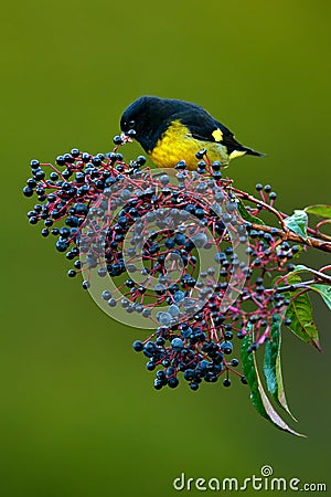Yellow-bellied Siskin, Carduelis xanthogastra, tropic yellow and black bird eating blue and red fruits in the nature habitat, Save Stock Photo