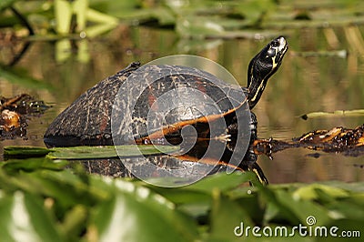 Yellow Bellied Slider - Okefenokee Swamp Stock Photo