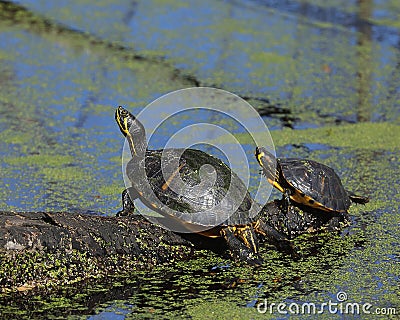 Pond Slider Turtles Stock Photo