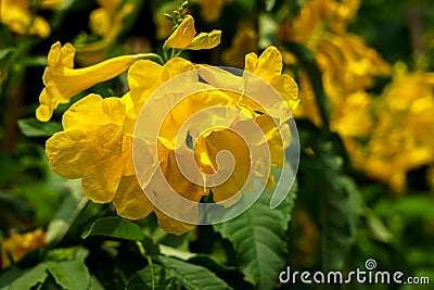 Yellow bells flower or Tecoma stans blooming under sunlight with Stock Photo