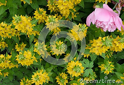 Yellow bells flowers of Lysimachia punctata in summer garden Stock Photo