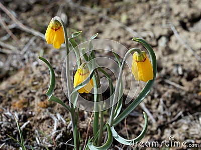 Yellow Bells - Fritillaria pudica Stock Photo
