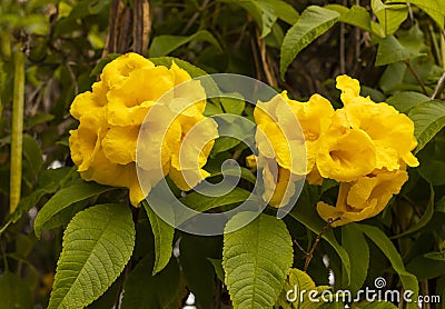 Yellow Bells Tecoma Stans Perennial Shrub, Trumpet Vine Family, Bignoniaceae, Blooming Stock Photo