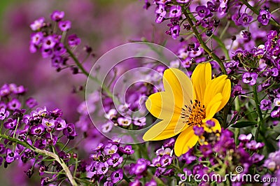 Yellow Biden and Purple Alyssum; Lobularia Maritima. Stock Photo