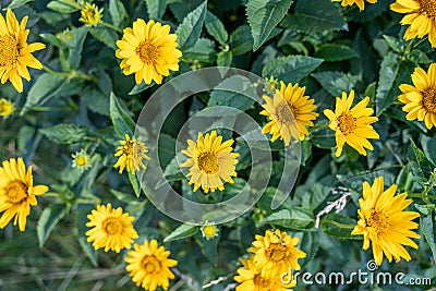 Yellow Bidens aristosa in beautiful spring, Tickseed Sunflower Stock Photo