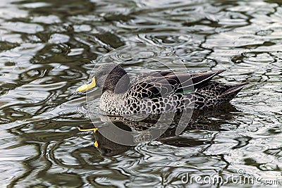 Yellow-billed duck (Anas undulata Stock Photo