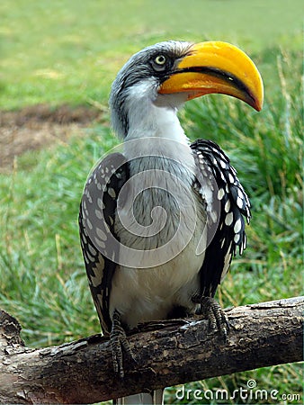 Yellow Billed Hornbill Stock Photo