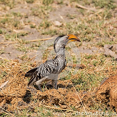 Yellow-billed Hornbill Stock Photo