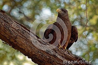 Yellow-billed Kite - Milvus aegyptius is the Afrotropic counterpart of the black kite Milvus migrans, of which it is most often Stock Photo