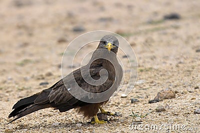 Yellow-billed Kite (Milvus aegyptius) Stock Photo