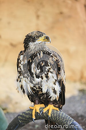 Yellow-billed kite (Milvus aegyptius) sits on the ground Stock Photo