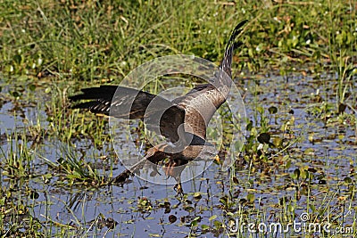 Yellow-Billed Kite, milvus aegyptius, Taking off from Swamp, in Flight, Moremi Reserve, Okavango Delta in Botswana Stock Photo