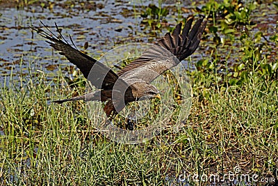 Yellow-Billed Kite, milvus aegyptius, Taking off from Swamp, in Flight, Moremi Reserve, Okavango Delta in Botswana Stock Photo