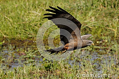 Yellow-Billed Kite, milvus aegyptius, Taking off from Swamp, in Flight, Moremi Reserve, Okavango Delta in Botswana Stock Photo