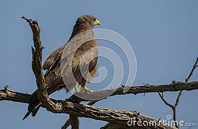 The yellow-billed kite (Milvus aegyptius) Stock Photo