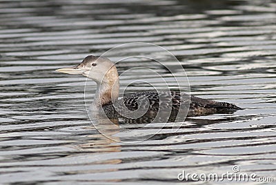 Yellow-billed Loon on the Washington Coast Stock Photo