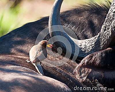 Yellow billed ox-pecker on buffalo Stock Photo