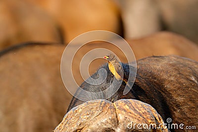 Yellow-billed oxpecker, Buphagus africanus, in brown fur of big buffalo. Bird behaviour in savannah, Kruger National PArk, South A Stock Photo