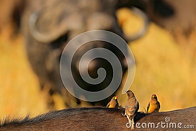 Yellow-billed oxpecker, Buphagus africanus, in brown fur of big buffalo. Bird behaviour in savannah, Kruger National PArk, South A Stock Photo