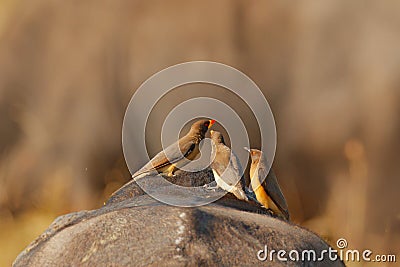 Yellow-billed oxpecker, Buphagus africanus, in brown fur of big buffalo. Bird behaviour in savannah, Kruger National Park, South Stock Photo