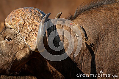 Yellow-billed oxpecker, Buphagus africanus, in brown fur of big buffalo. Bird behaviour in savannah, Kruger National Park, South Stock Photo