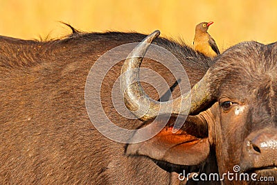 Yellow-billed oxpecker, Buphagus africanus, in brown fur of big buffalo. Bird behaviour in savannah, Kruger National Park, South Stock Photo